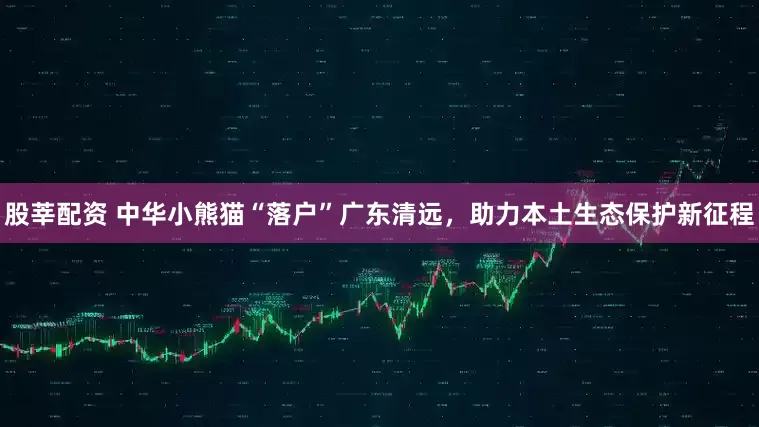 股莘配资 中华小熊猫“落户”广东清远，助力本土生态保护新征程
